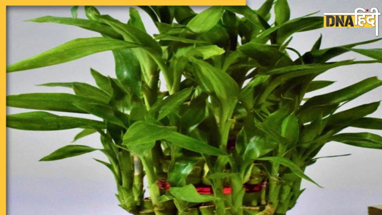 Vastu Tips For Plants: घर में लगाते ही भाग्य बदल देगा ये पौधा, गुड लक के लिए लगाते समय इन बातों का रखें ध्यान