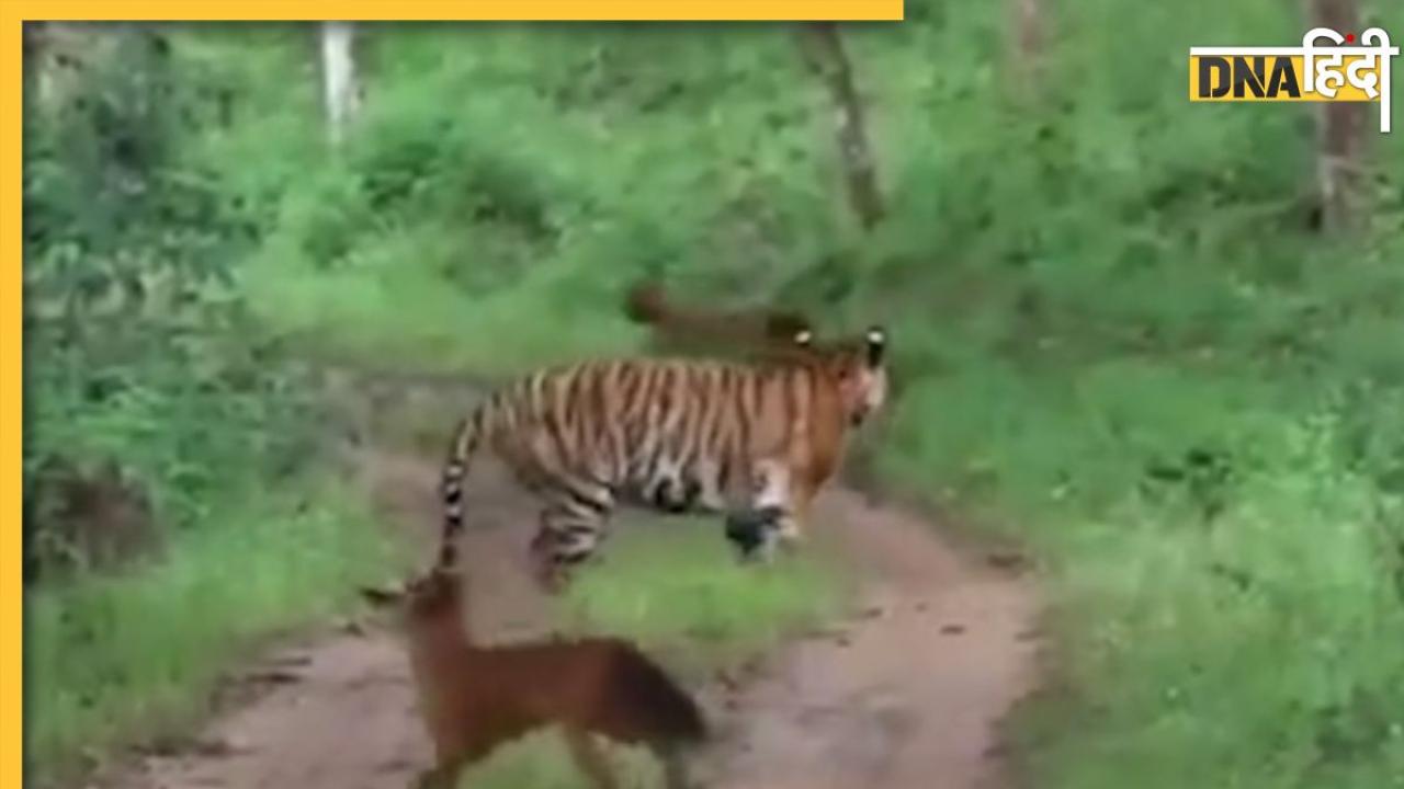 जंगली कुत्तों के झुंड ने टाइगर को घेरा, वीडियो में देखें किस तरह जंगल के राजा को लगा डर