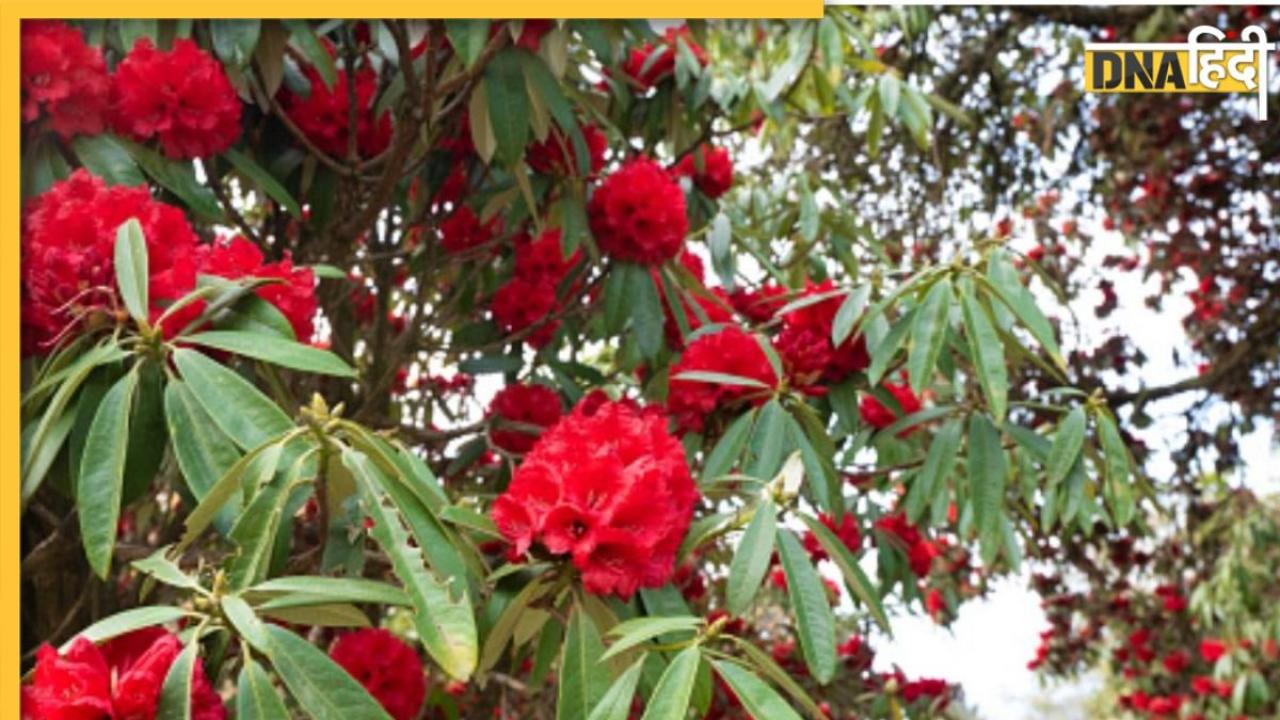 Buransh Flower Benefits: इस एक पहाड़ी फूल में छिपा है कैंसर से लेकर स्किन-लीवर तक से जुड़ी बीमारियों का इलाज, जानिए इसके अन्य फायदे