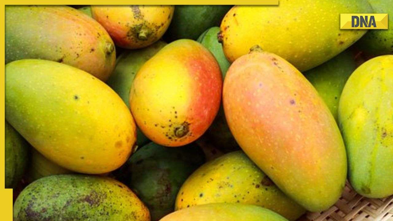 World's most expensive mango priced at nearly Rs 19,000 each: Know ...