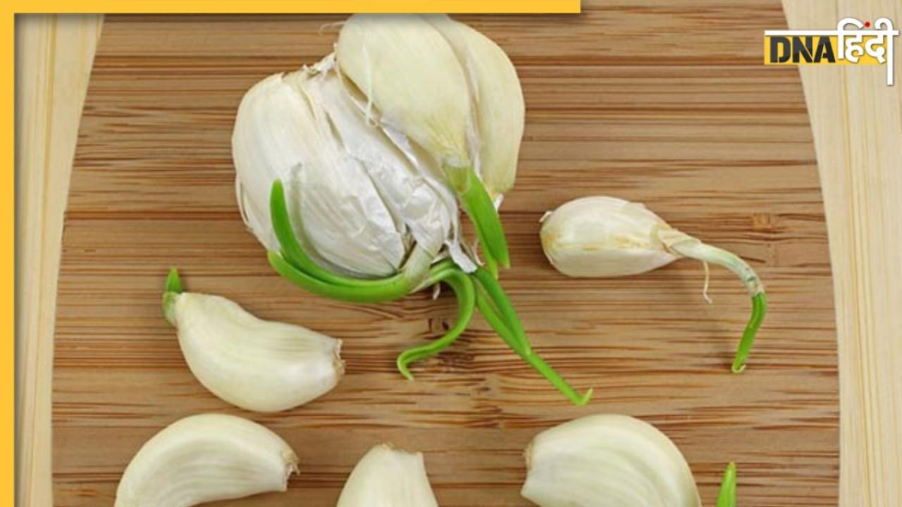 Sprouted Garlic: ब्लड में थक्के और चर्बी को गला देगी अंकुरित लहसुन, हार्ट अटैक-कैंसर तक का टल जाएगा खतरा