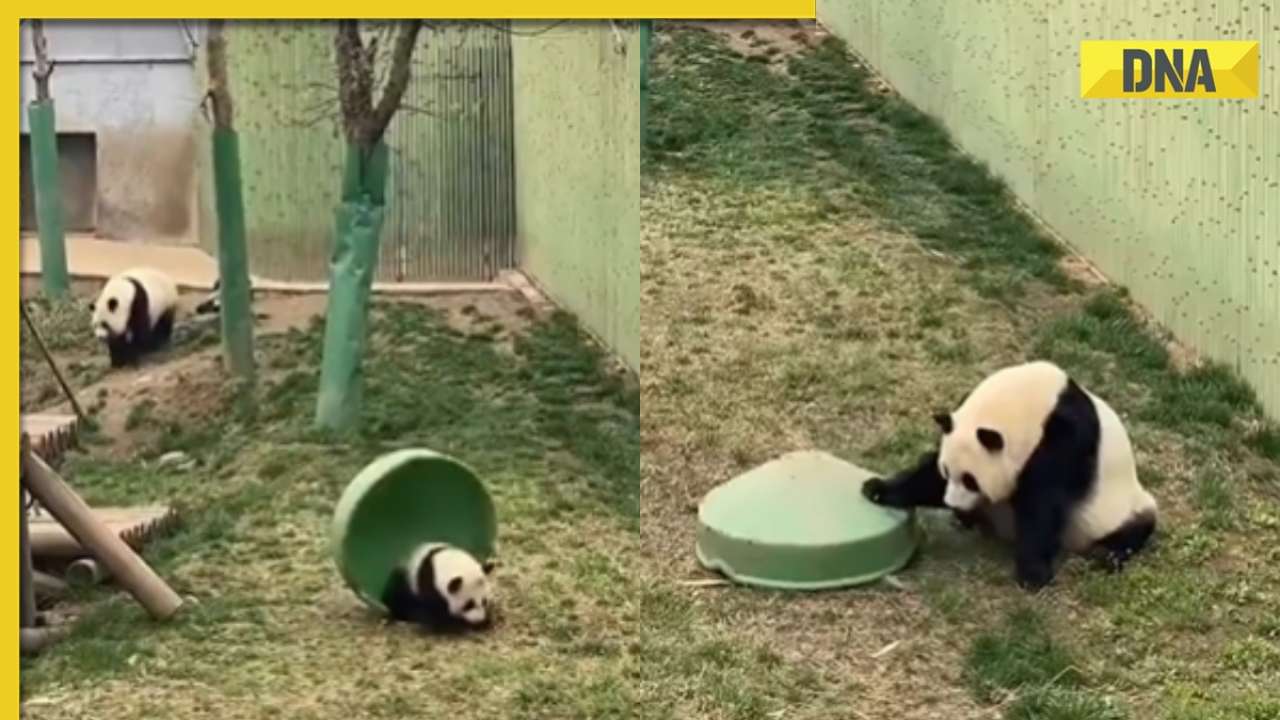 Panda plays with container and gets trapped under it, viral video melts ...