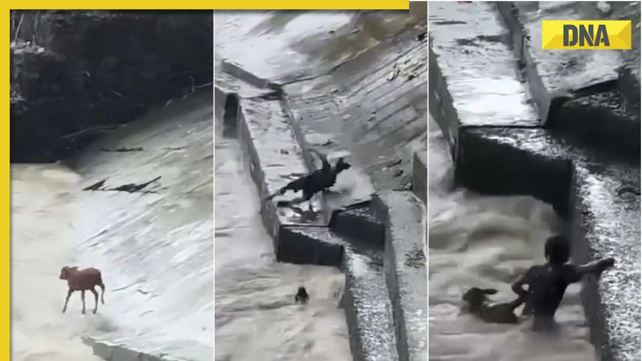 Man risks life to save drowning calf, viral video makes internet tear up