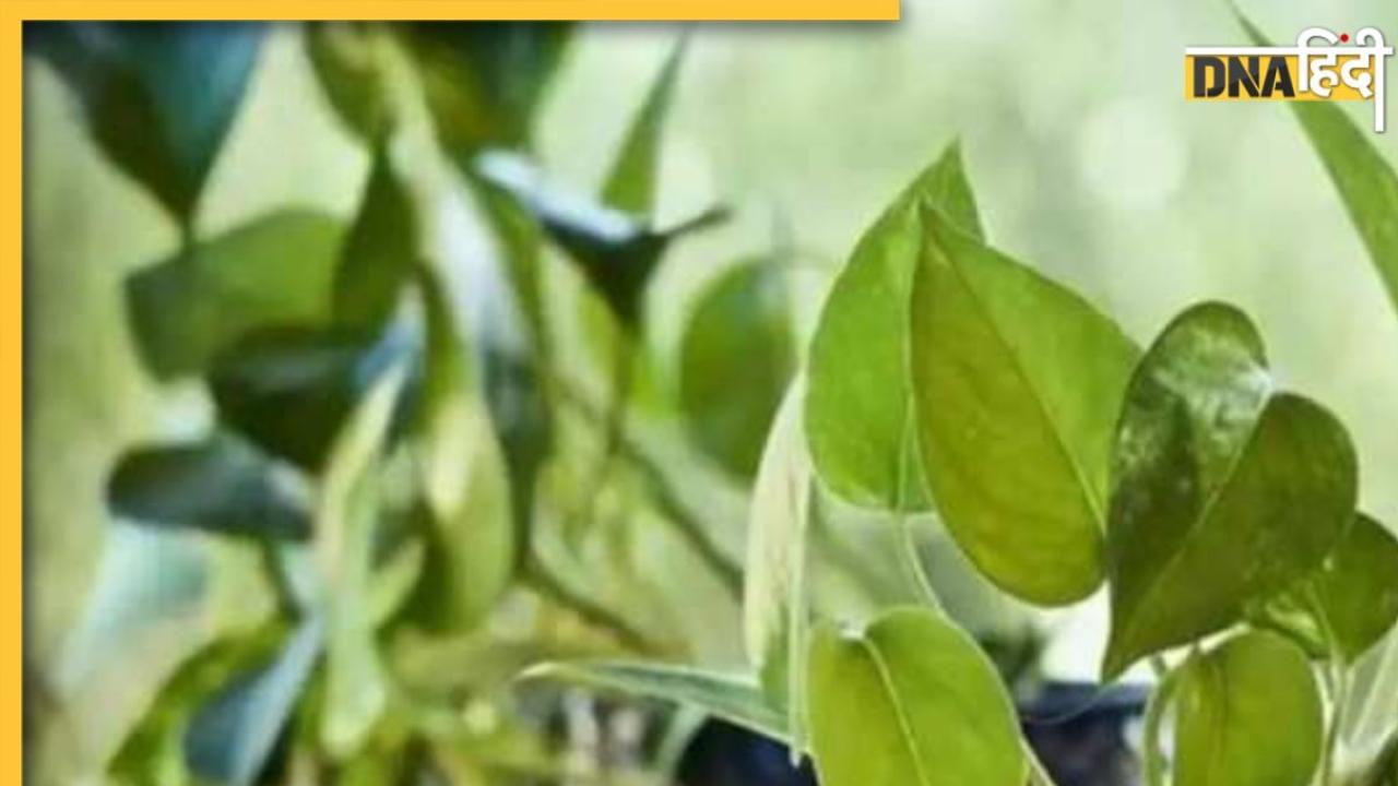 Vastu Tips For Money Plant: मनी प्लांट लगाने पर भी दूर नहीं हो रही है आर्थिक तंगी, इन नियमों को अपनाने से होगा फायदा