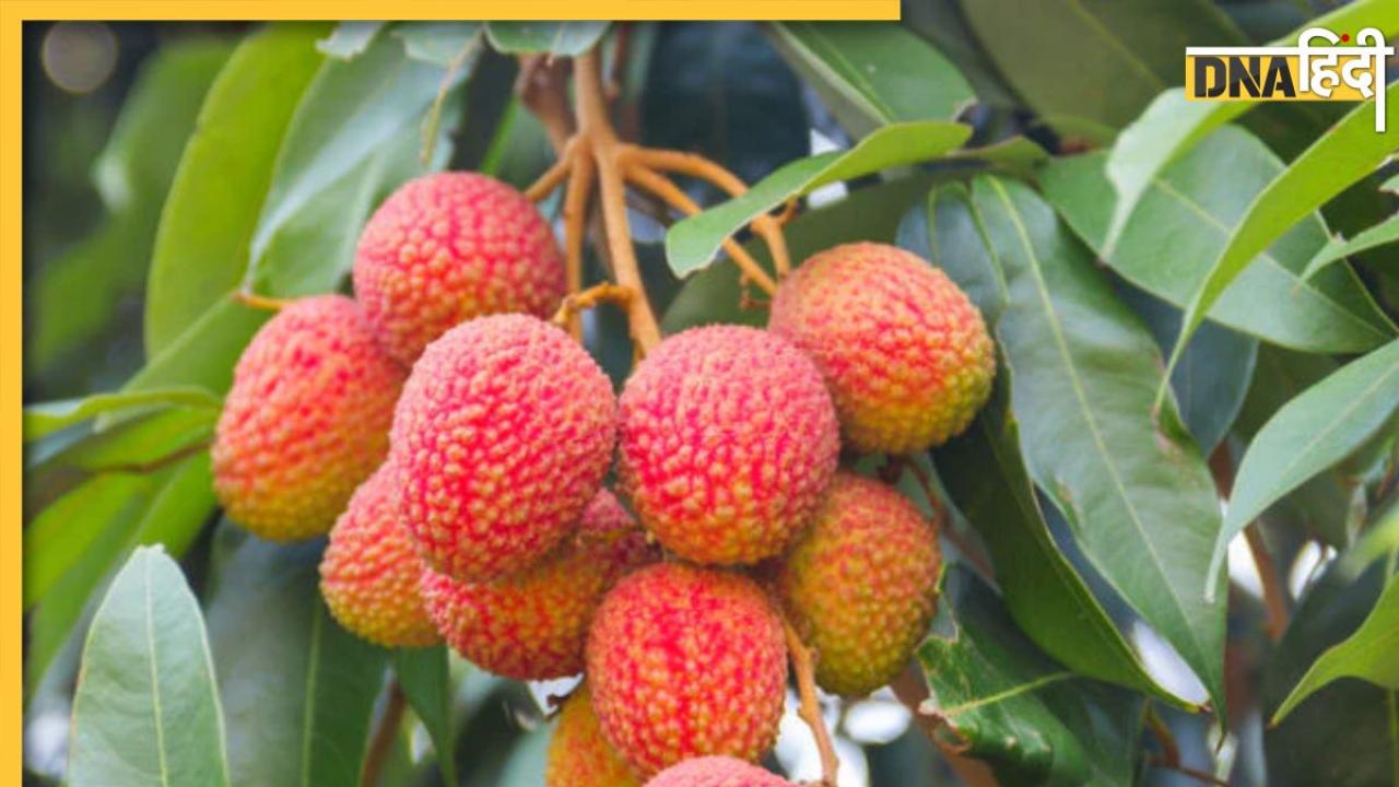 Litchi Side Effects: गर्मियों में इन लोगों को भूलकर भी नहीं खाना चाहिए ये रसदार फल, सेहत के लिए होता है बेहद नुकसानदायक