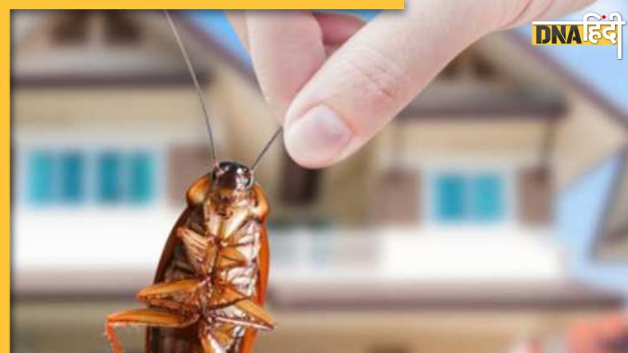 Home Remedy For Bugs In House: इन घरेलू उपायों से घर में नजर नहीं आएंगे कॉकरोच और चूहे, मच्छर-मक्खी और चींटियों से भी मिलेगा छुटकारा