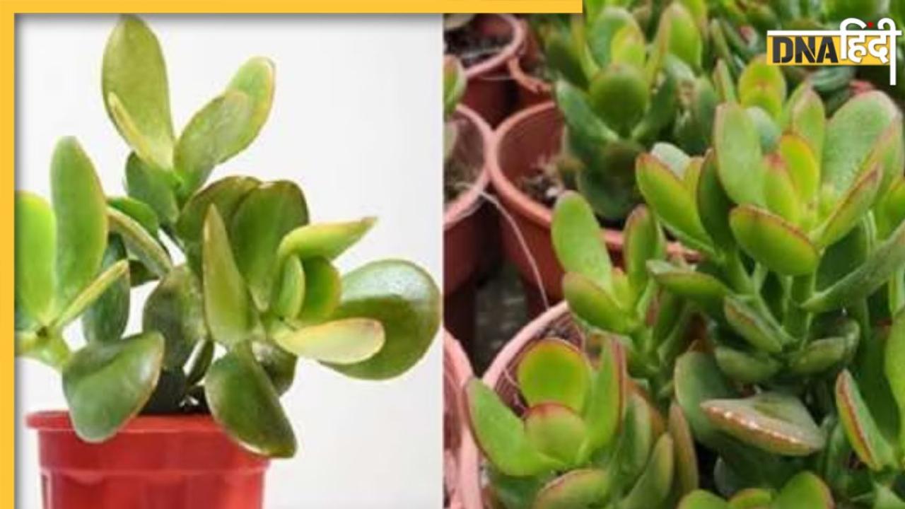 Coin Plant Benefits: आर्थिक तंगी दूर करने के लिए घर में लगाएं कॉइन प्लांट, मनी प्लांट से कहीं ज्यादा असरदार है ये पौधा