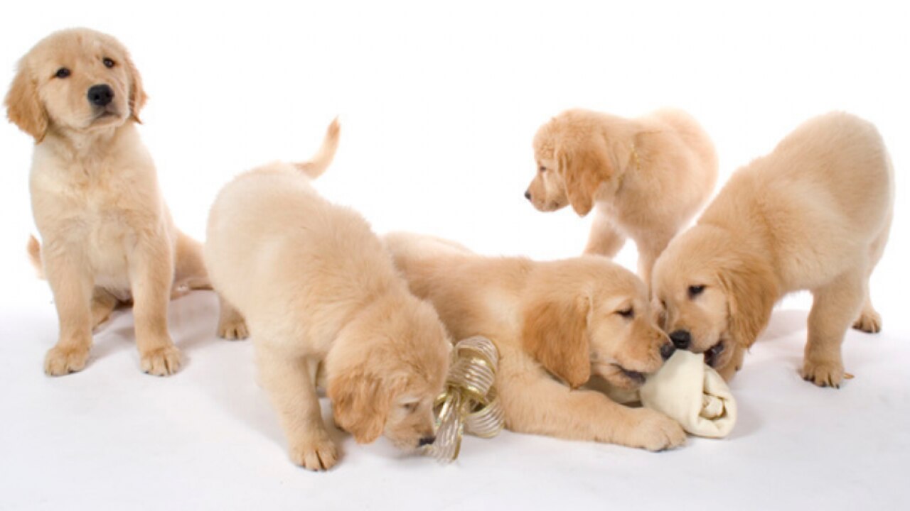 Here's how you can become a responsible pet parents