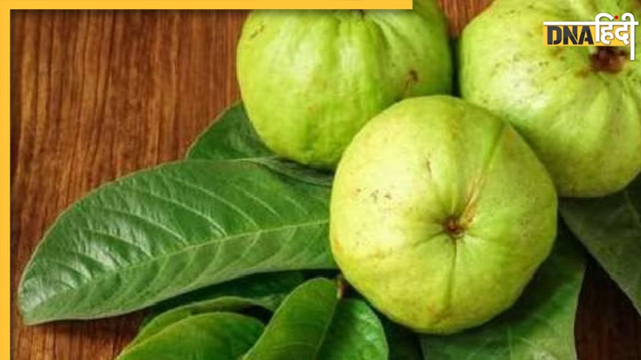 Guava Leaves Benefits: दांत दर्द से लेकर डायरिया तक में दवा का काम करती हैं अमरूद की पत्तियां, जानिए इसके अनगिनत फायदे