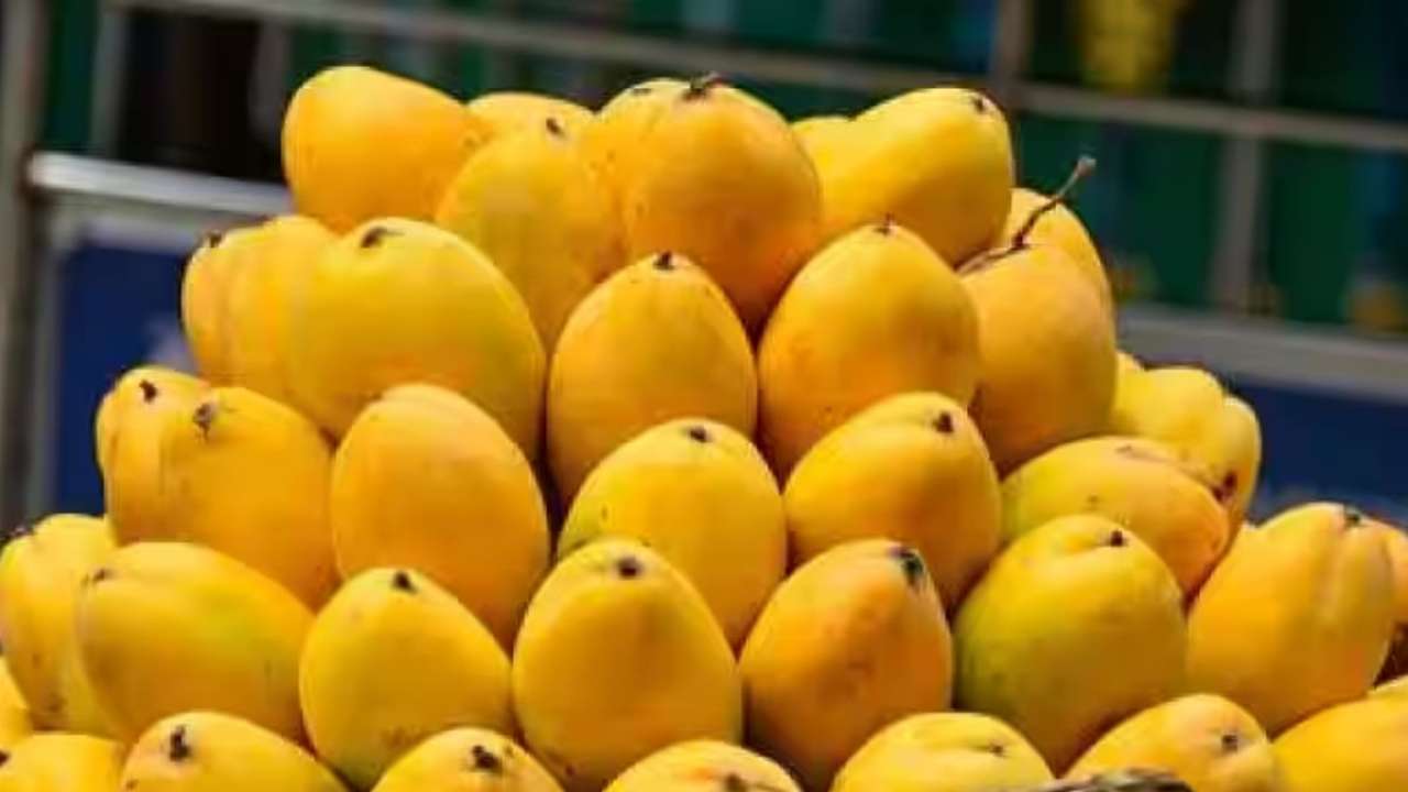 Mango Alphonso