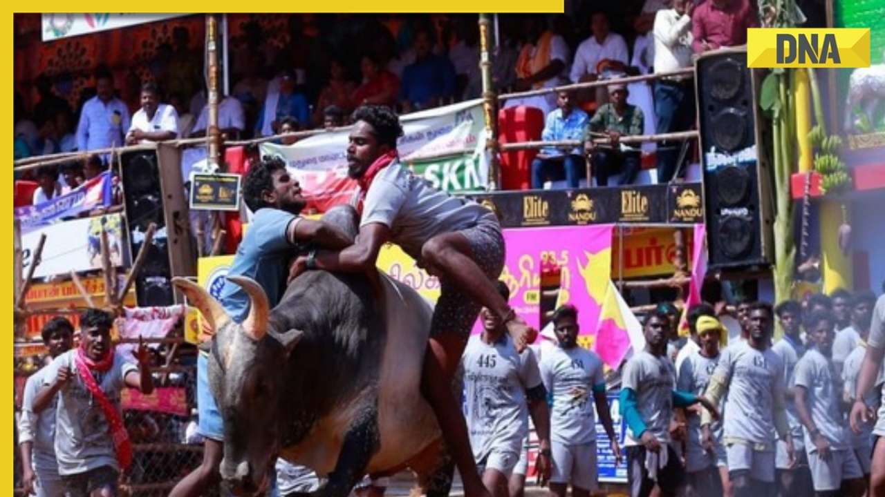 Jallikattu row: Supreme Court to deliver verdict on pleas against traditional bull-taming sport today
