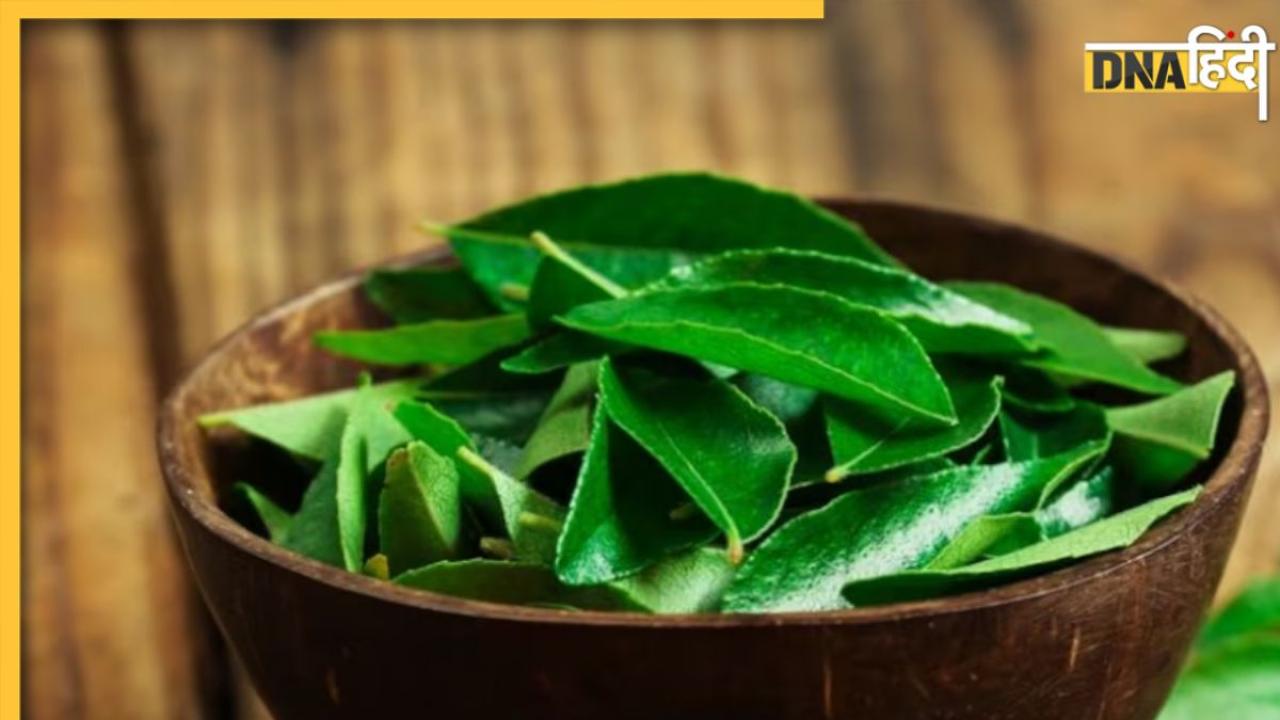 Curry Leaves Benefits: रोज सुबह खाली पेट चबाएं करी पत्ता, पास भी नहीं फटकेंगी मॉर्निंग सिकनेस समेत ये 5 बीमारियां