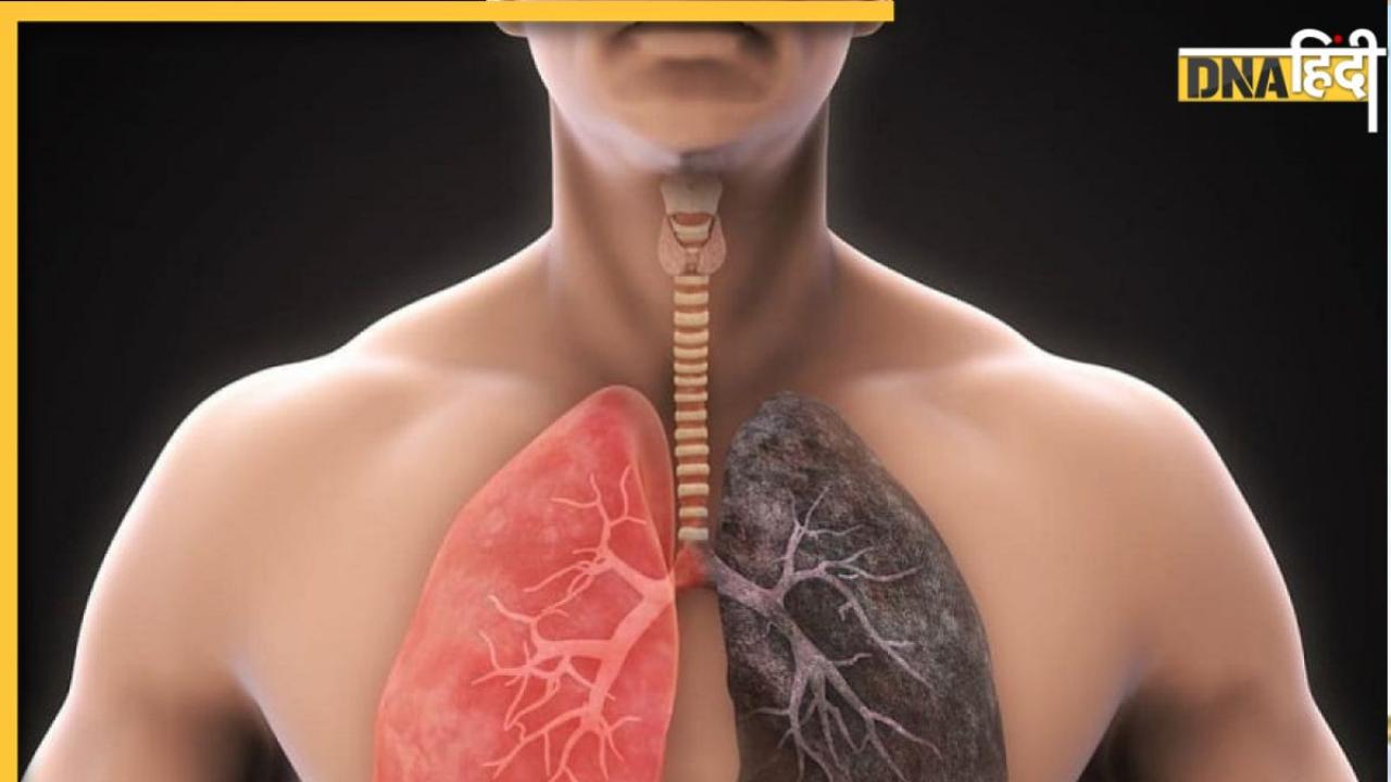 Increase Lung Capacity: जर्जर फेफड़ों में भी नई जान डाल देंगी ये जड़ी-बूटियां, बढ़ जाएगी लंग्स की कैपेसिटी