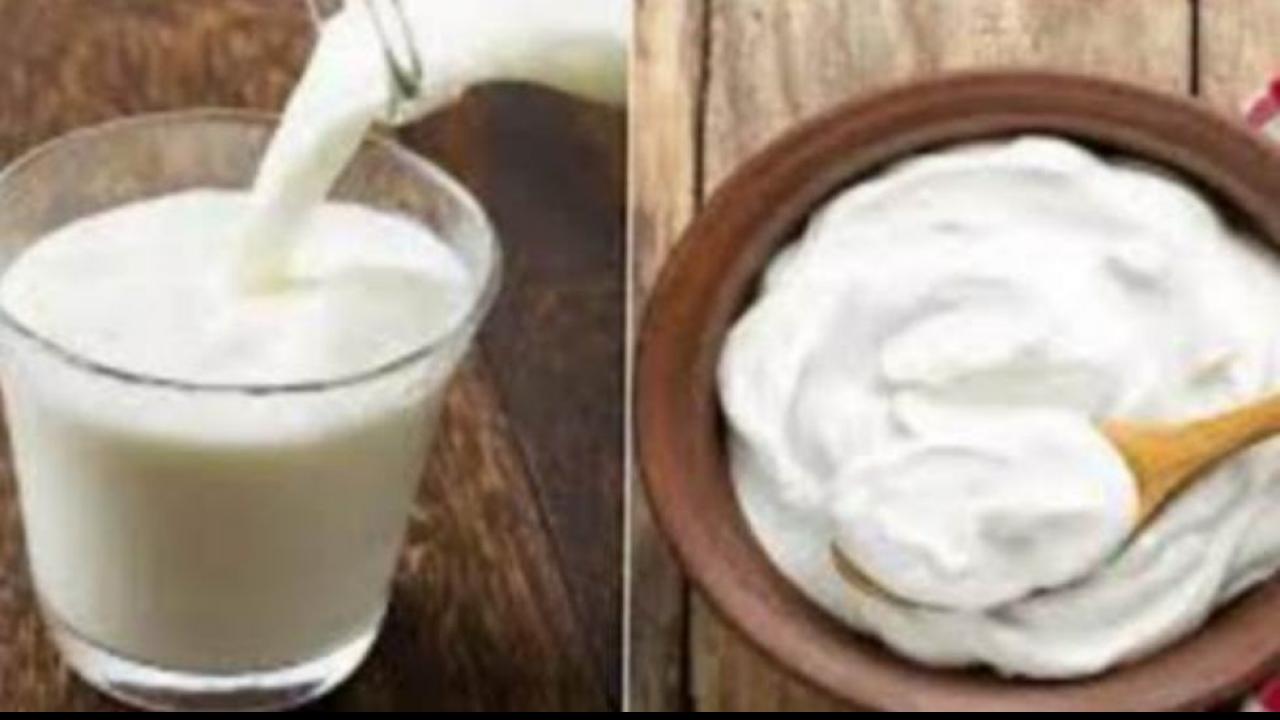 Milk and Curd in Dream Meaning