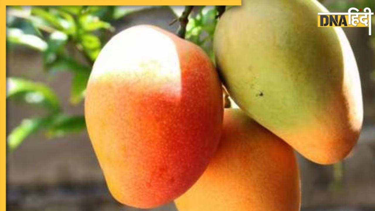 How To Eat Mango: आम के हैं शौकीन तो खाने से पहले कर लें ये काम, वरना घेर लेंगी ये गंभीर बीमारियां