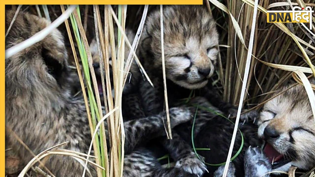 Kuno Cheetah Death: भारत में 70 साल बाद जन्मे 4 चीतों में से 3 की मौत, पढ़ें कूनो में क्यों नहीं ले पा रहे सांस