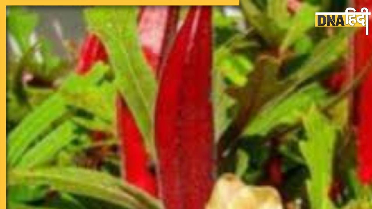 Red Okra Benefits: डायबिटीज से लेकर कोलेस्ट्रॉल तक के लिए दवा है लाल​ भिंडी, खाते ही कोसों दूर रहेंगी ये बीमारियां