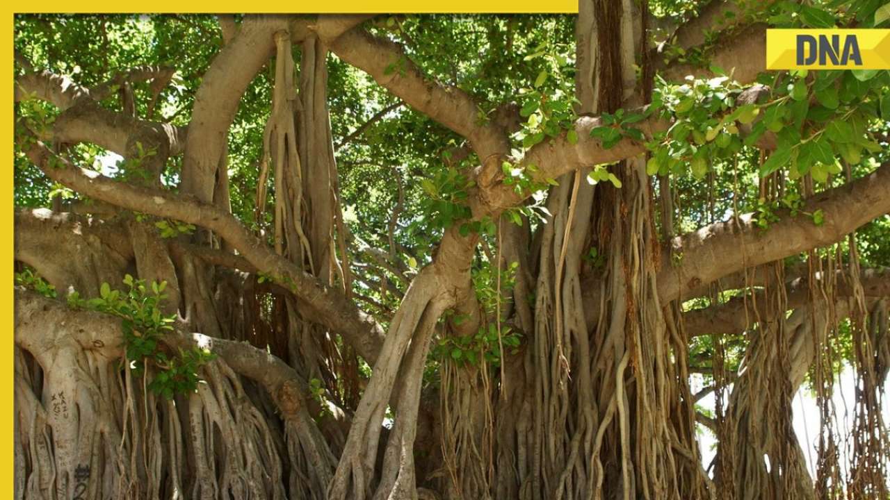 Howrah's banyan tree is no longer oldest, scientists find 500-year-old tree in UP's Bulandshahr