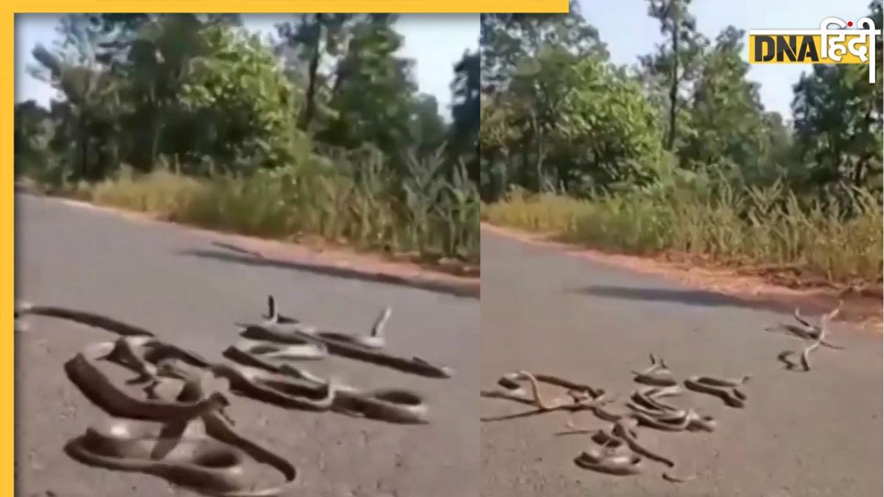 King Cobra Romance: 10 नागिन के साथ रोमांस कर रहा था किंग कोबरा, अंदाज देखकर लोगों को याद आ गए इमरान हाशमी