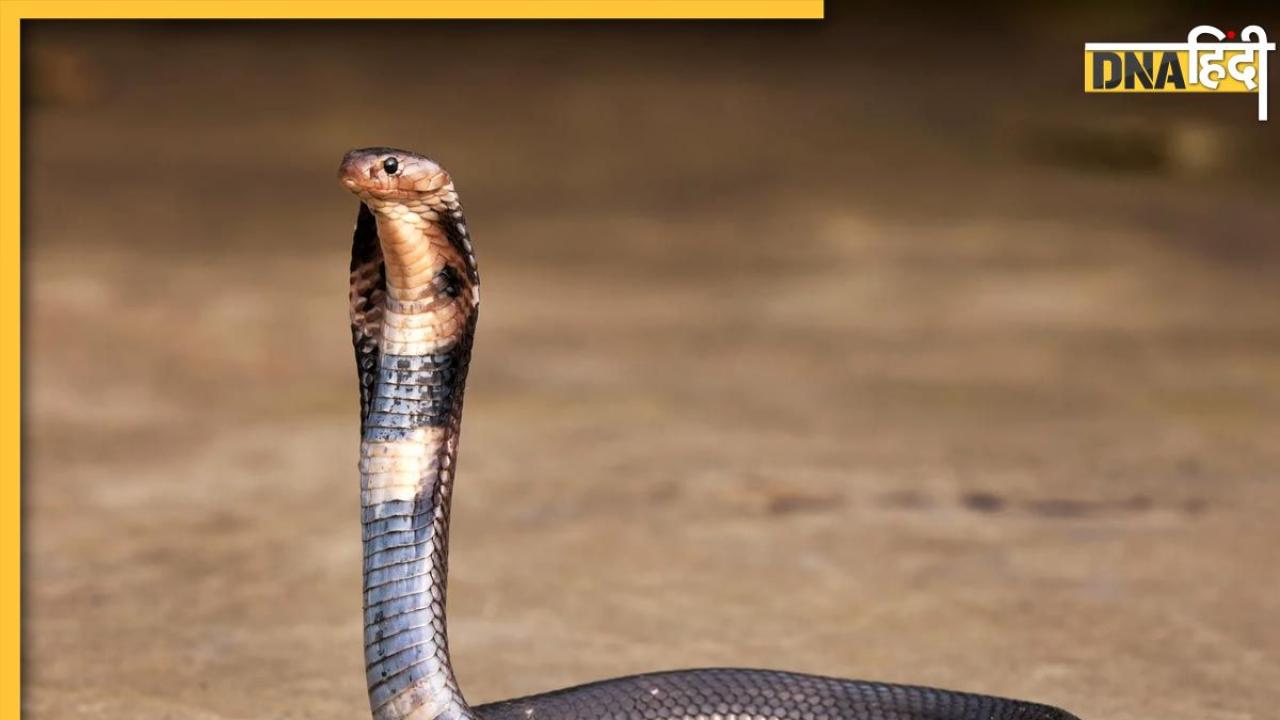 Snake Myths: सांप दूध पीता है? जानें सांपों से जुड़ी ये 5 बातें सच हैं या झूठ