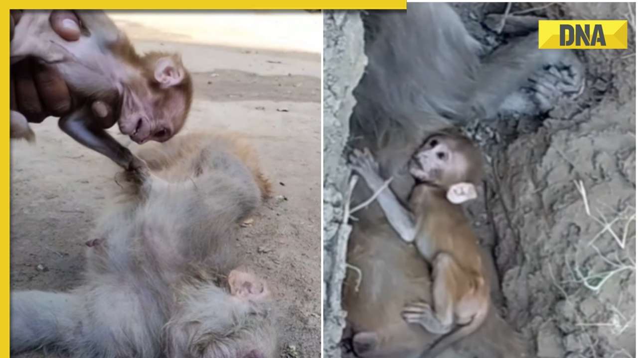 Mesmerizing Why Vid Of A Baby Monkey Has World In Tears Picture for Your Screen Mesmerizing Why Vid Of A Baby Monkey Has World In Tears Picture for Your Screen
