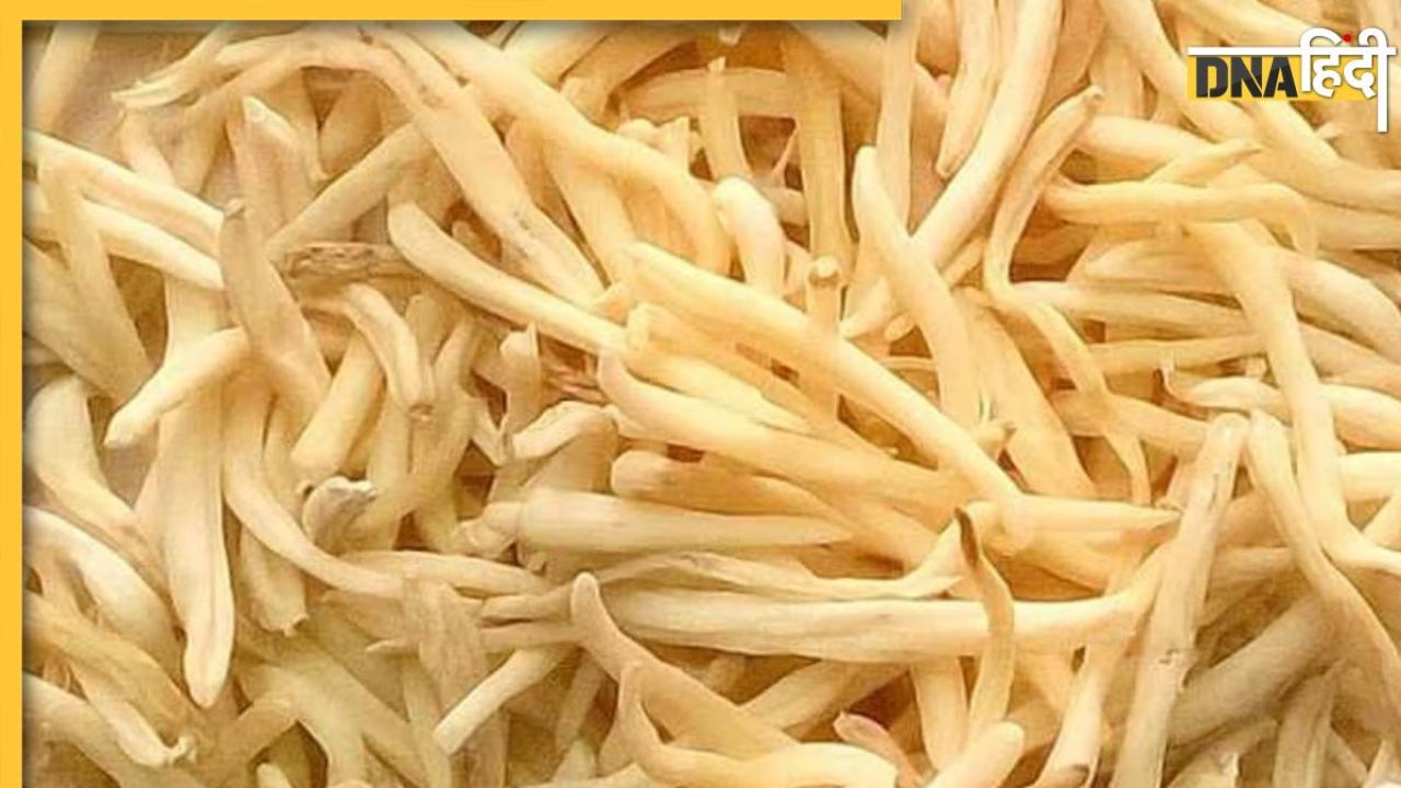 Safed Musli For Diabetes: आयुर्वेद की इस जड़ी-बूटी के मुंह में जाते ही कंट्रोल हो जाएगा ब्लड शुगर, दोगुनी रफ्तार से बढ़ेगा इंसुलिन