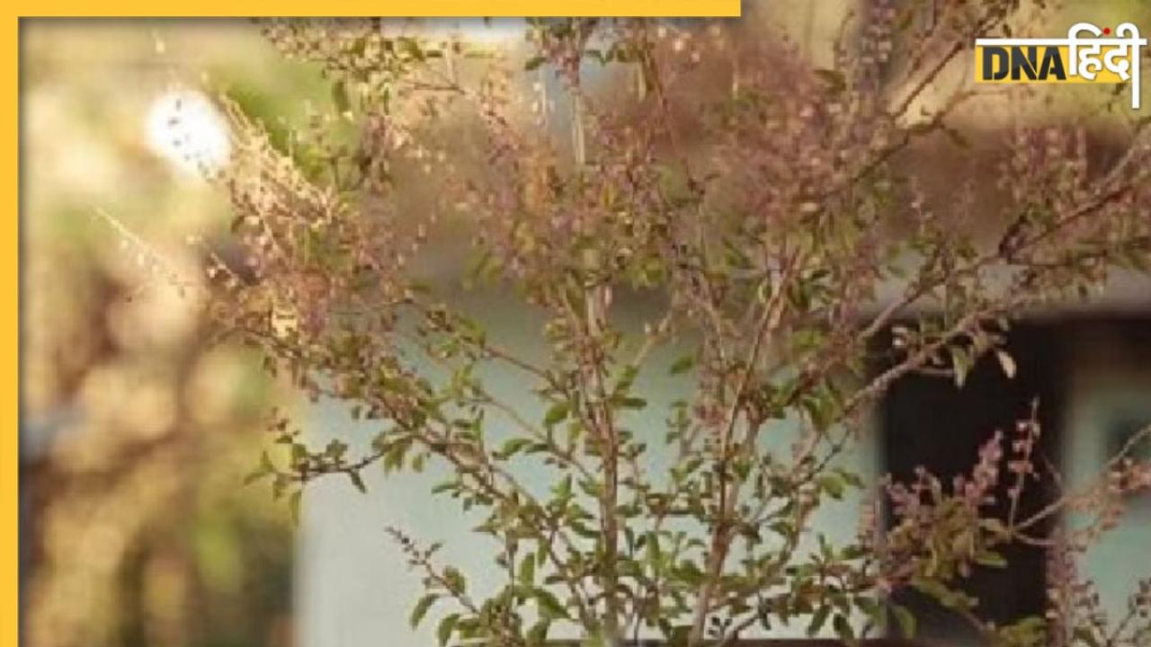 Tulsi Plant: तुलसी के सूखने से मिलते हैं अशुभ संकेत, जानें क्या है इसके पीछे छिपे धार्मिक कारण