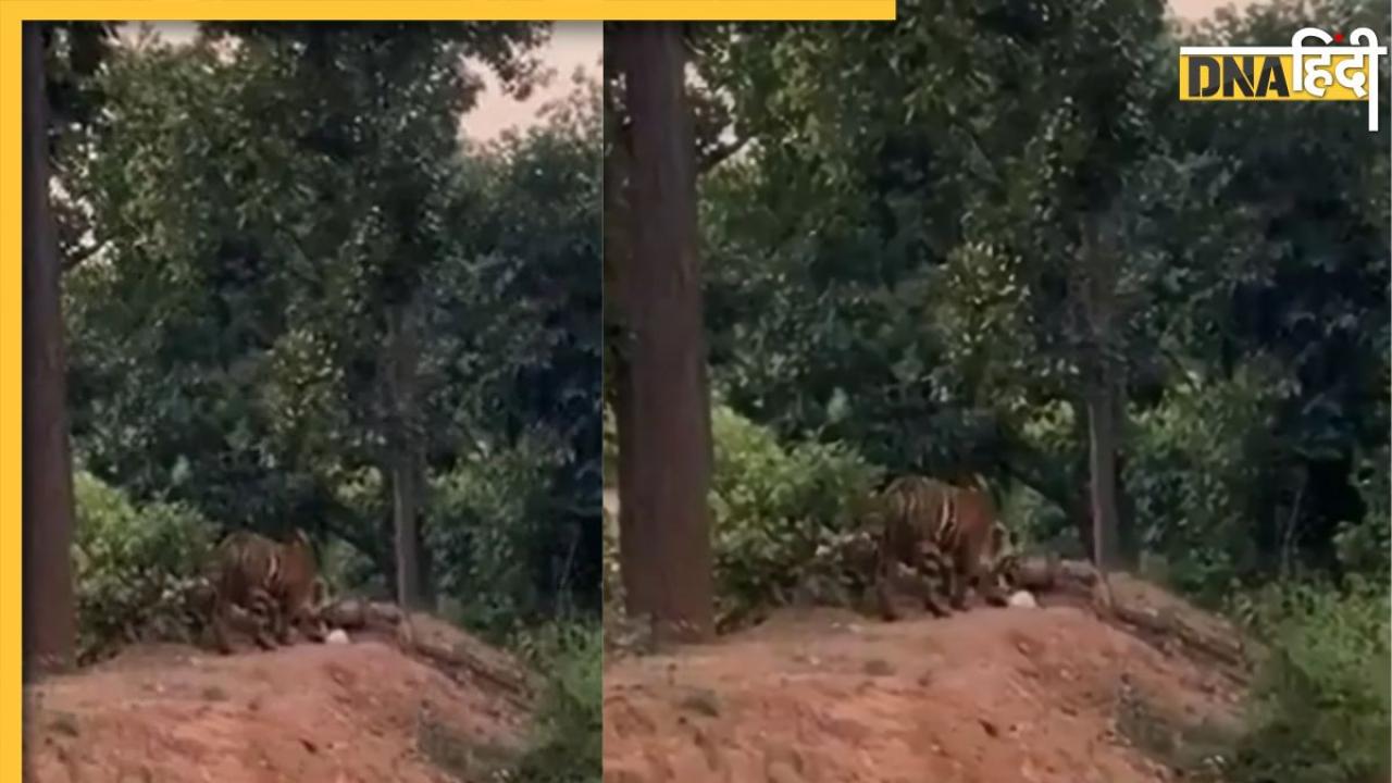 Tiger Viral Video: टाइगर रिजर्व में कूड़े वाली पॉलिथीन सूंघता दिखा बाघ, वन अधिकारी ने की अपील- थोड़े जिम्मेदार बनिए