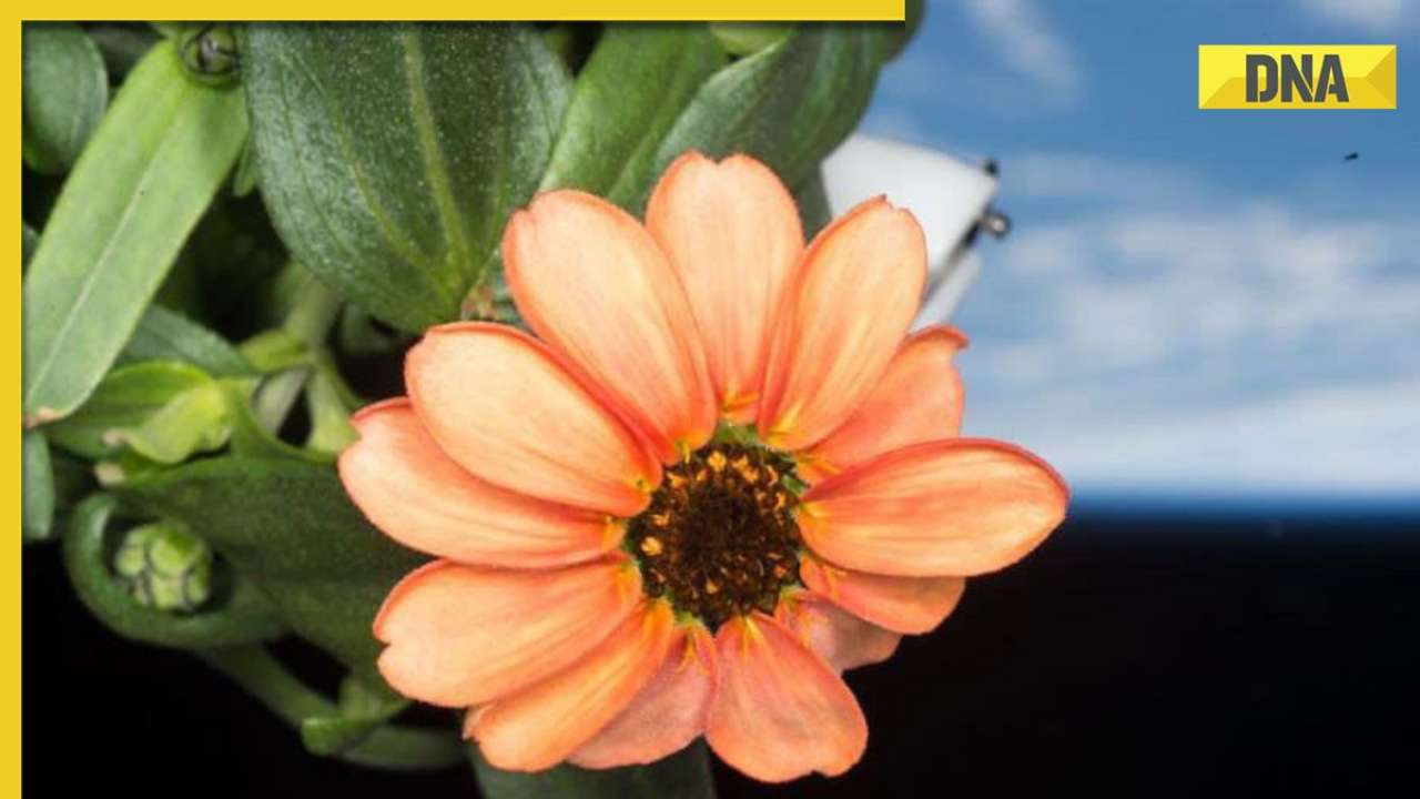 NASA shares picture of fascinating zinnia flower grown in space