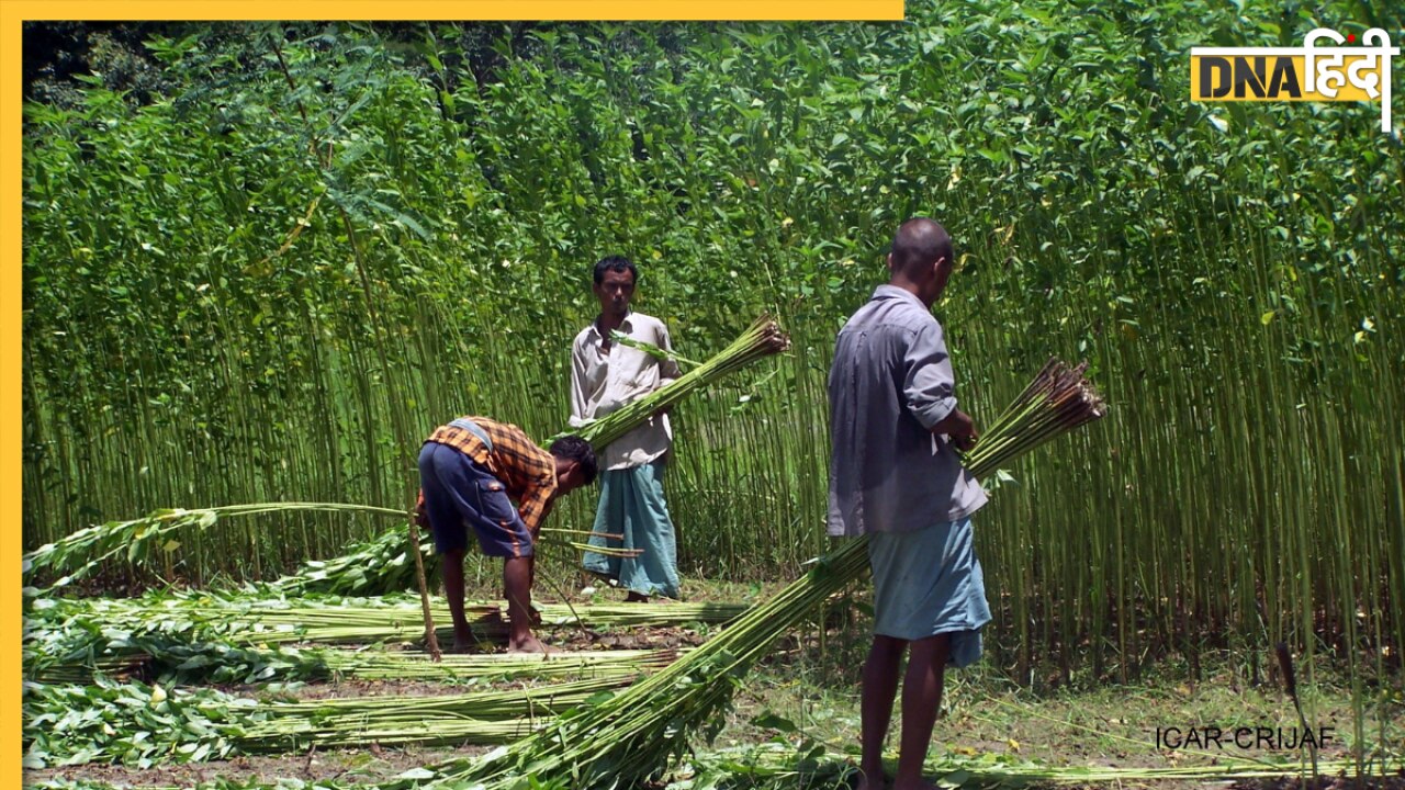 Small Business Idea: अब जूट बनेगा मोटी कमाई का जरिया, ऐसे शुरू करें बिजनेस