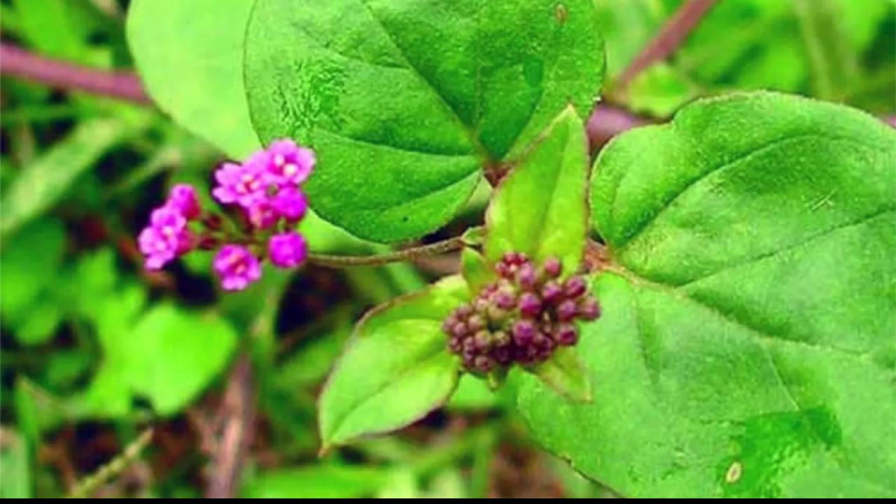 Punarnava or Boerhavia diffusa benefits for Kidney