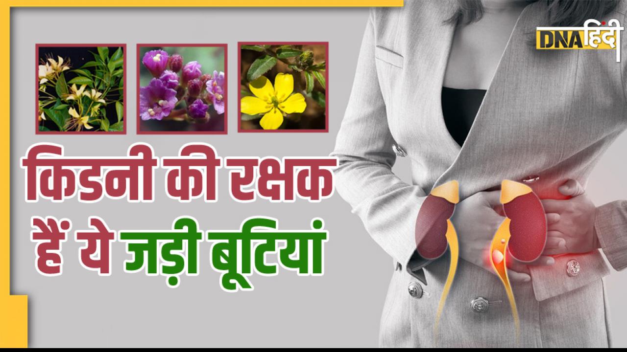 Ayurvedic Treatment For Kidney Failure: किडनी फेलियर से बचाएंगी ये 6 जड़ी बूटियां, नहीं आएगी Dialysis की नौबत