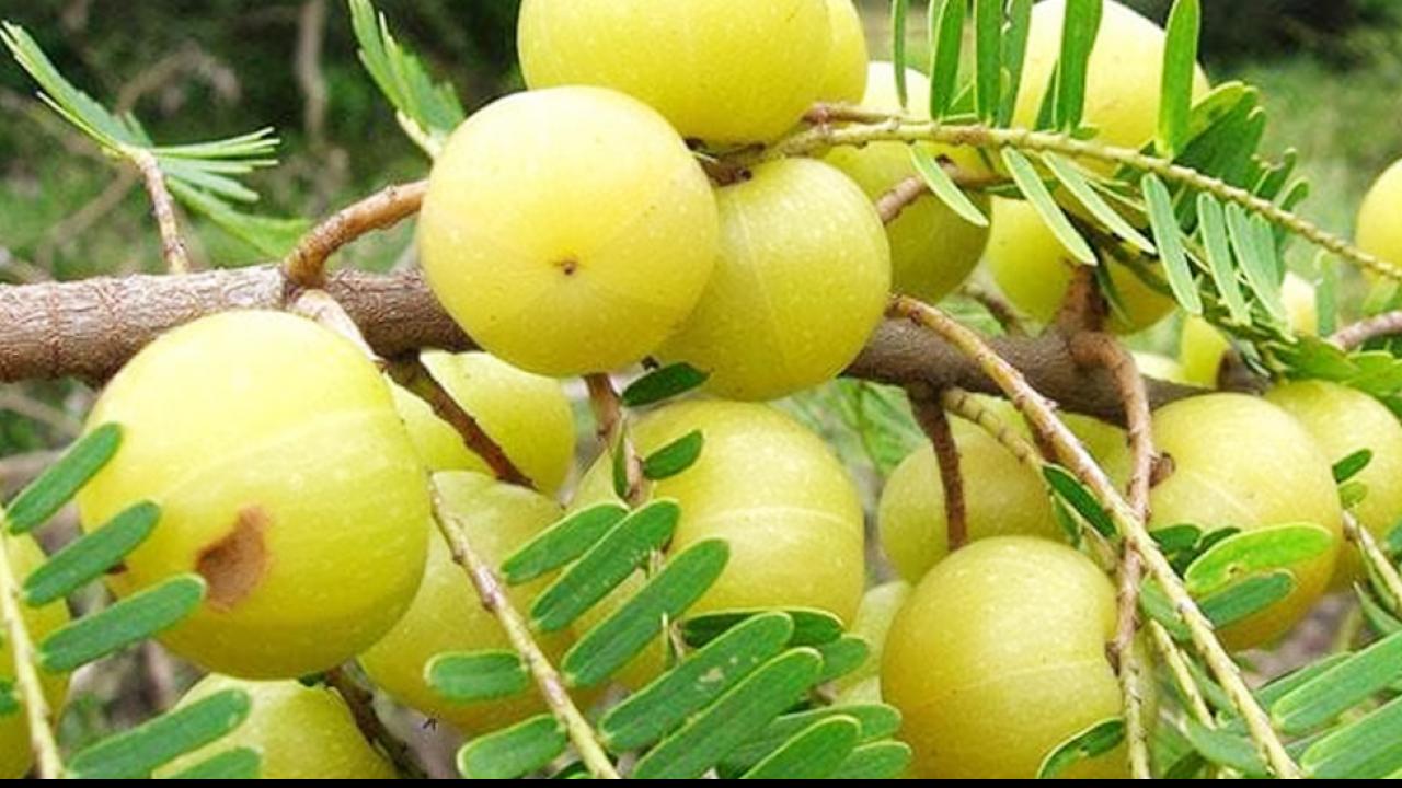 Benefits of Amla