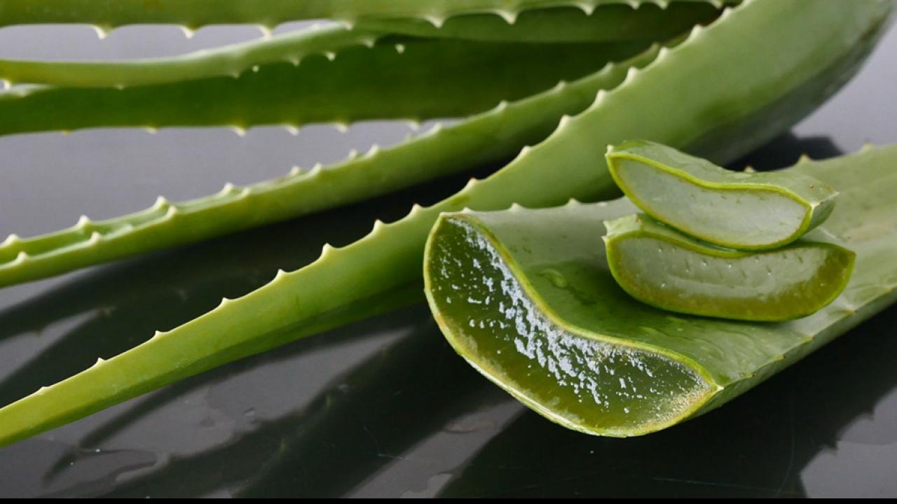 Benefits of Aloevera