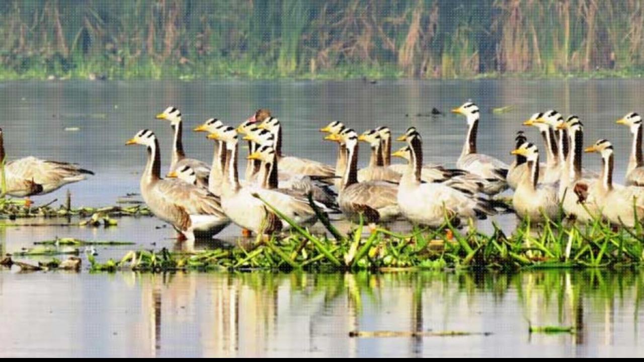 Okhla Bird Sanctuary