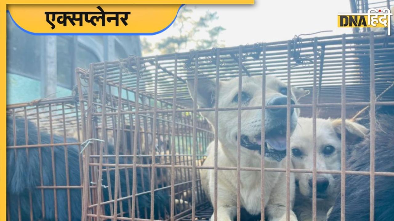 Dog Meat Festival: क्या है चीन का डॉग-मीट फेस्टिवल, किस बात पर इसे लेकर चल रहा है हंगामा