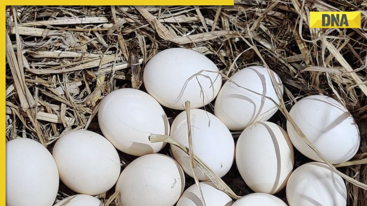 What is the most expensive egg in the world? Check whopping price, key