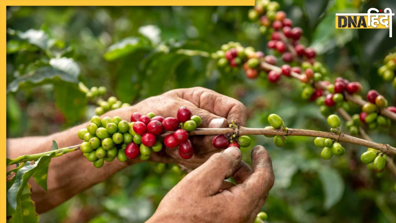 Small Business Idea: कॉफी की खेती से कमा सकते हैं लाखों रुपये, जानें कैसे करें शुरू?