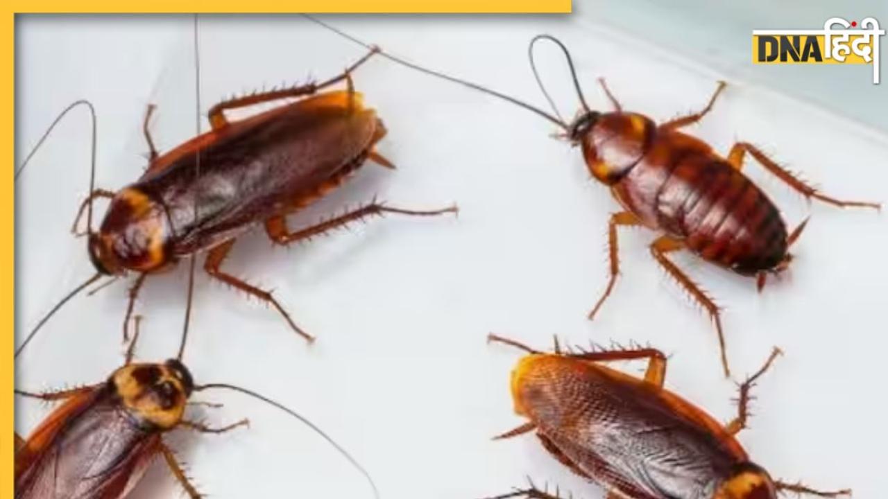 Get Rid Of Cockroach: मानसून आते ही घर में नजर आने लगे हैं कॉकरोच, तो इन 5 तरीकों से पाएं छुटकारा