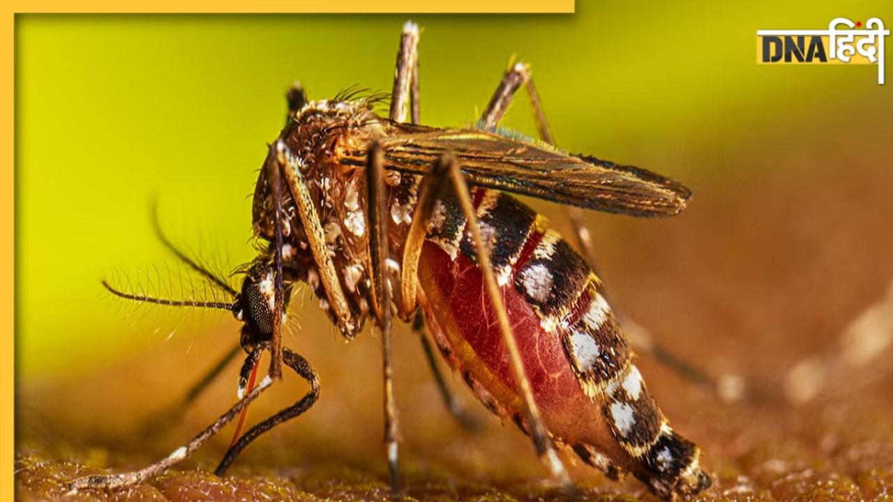 Home Remedies for Dengue Malaria: बारिश से बढ़ गए हैं डेंगू-मलेरिया फैलाने वाले मच्छर, ये 5 चीजें इन खतरनाक बीमारियों से लड़ने में करेंगी मदद