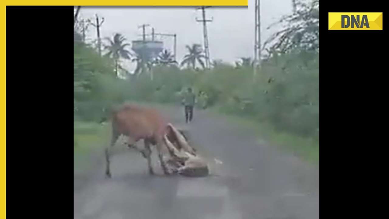 Cows Attacking Humans Gujarat: Brave farmer rescues cow from lioness attack, video goes viral