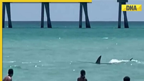 Close Encounter Shark Swims Near Beachgoers In Florida Viral Video Stuns Internet