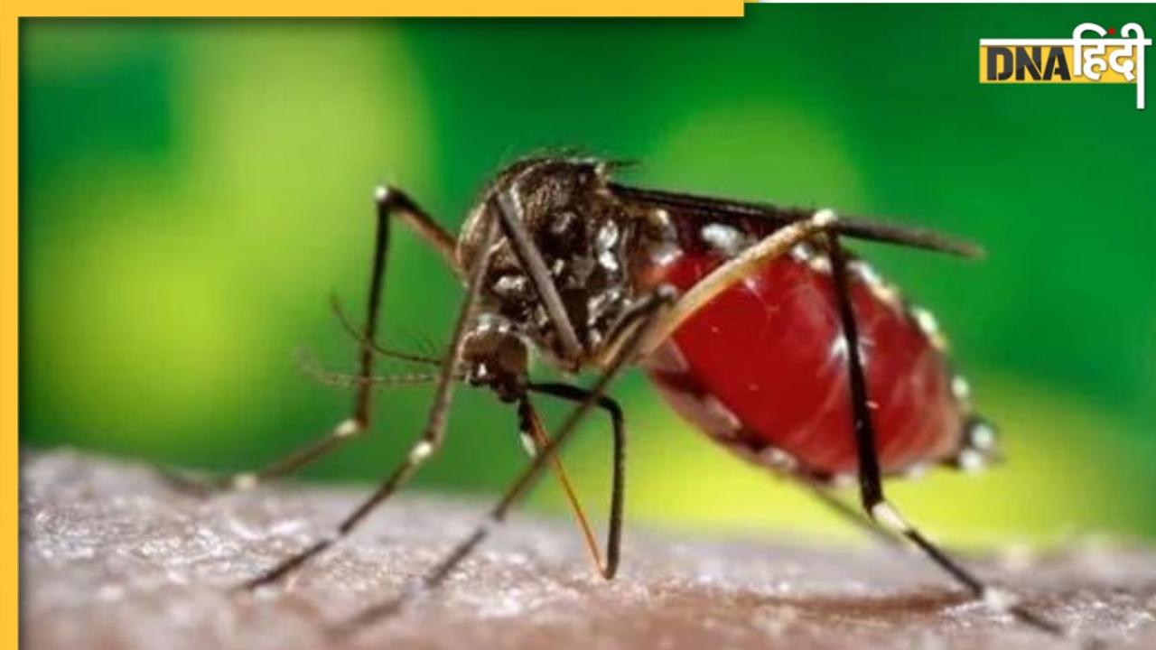 Dengue Fever Alert: डेंगू-मलेरिया का शुरू हुआ खतरा, आज से डाइट में शामिल करें ये फूड्स, प्लेटलेट्स की नहीं होगी कमी