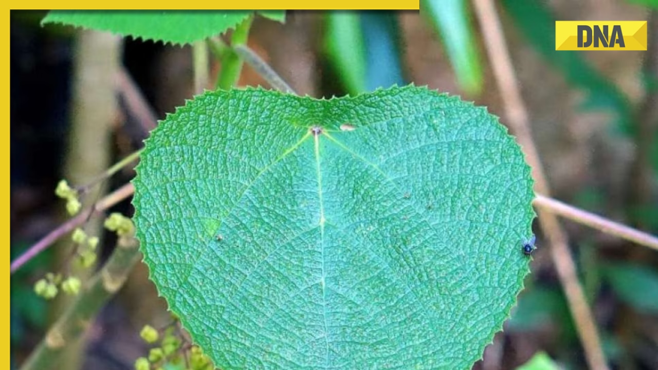 Gympie-Gympie: World’s most poisonous plant which can ‘cause suicidal