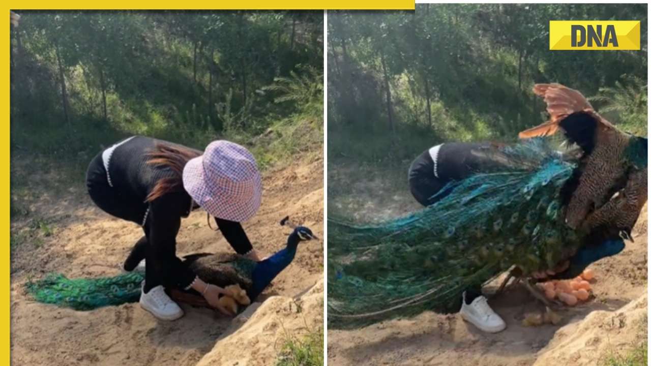 Woman's attempt to steal peacock's eggs ends with lesson from father peacock, video goes viral