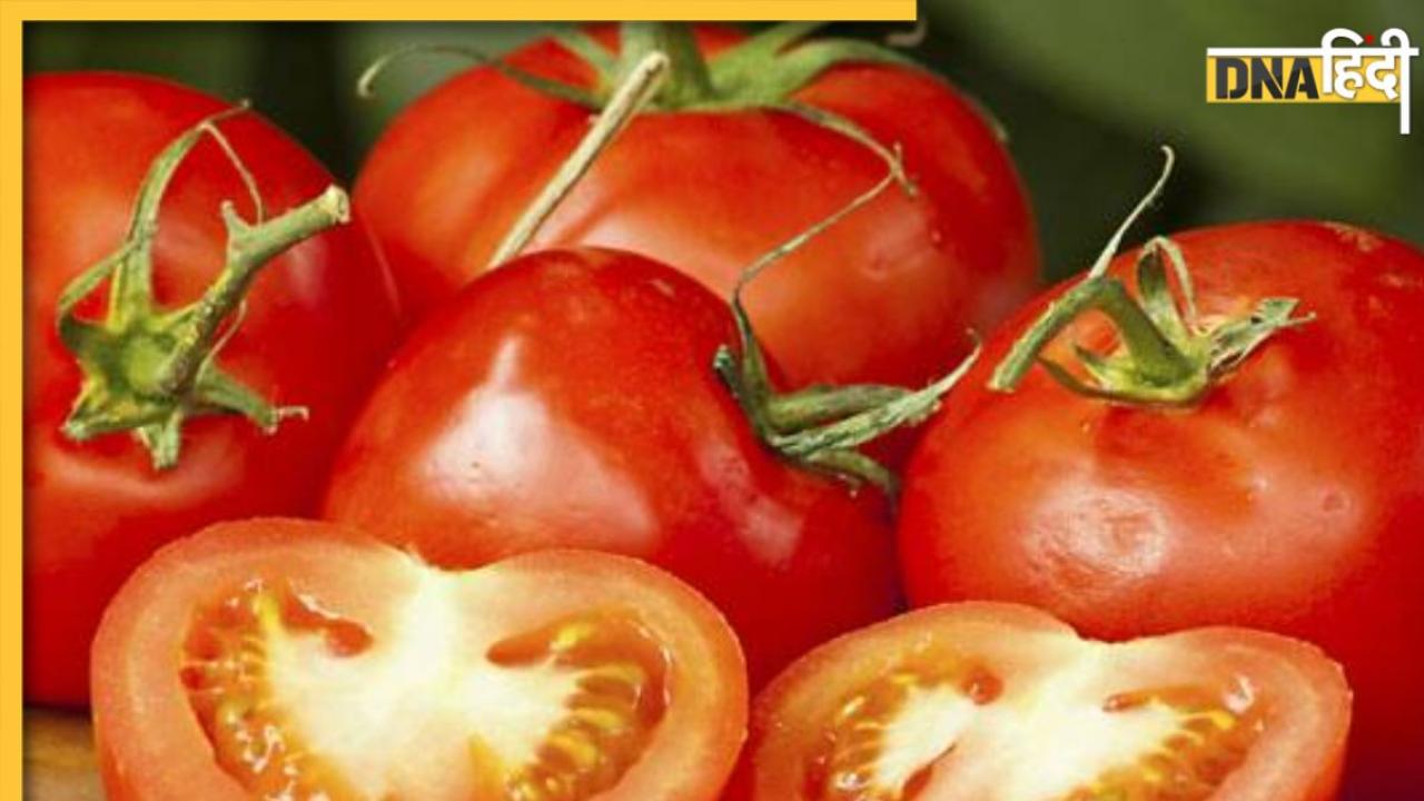 Gardening Tips: इस आसान तरीके से घर के होम गार्डन में लगाएं Tomato Plant, 15 दिन में लाल टमाटर से लदा मिलेगा पौधा