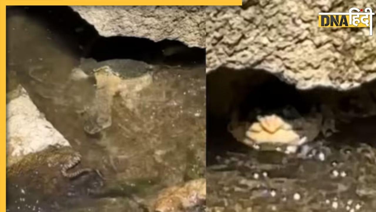 जिंदा सांप खा गया कछुआ, Viral Video देख खड़े हो जाएंगे रोंगटे 