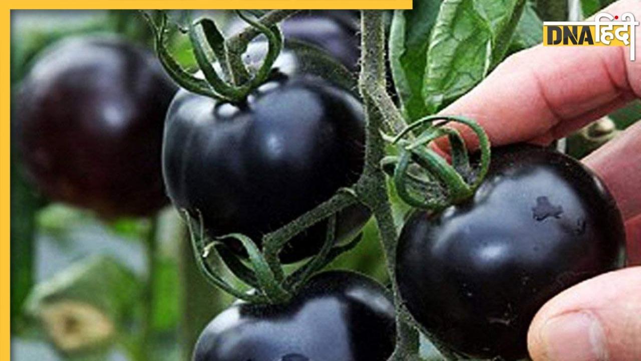 Black Tomatoes Diabetes:डायबिटीज के लिए जड़ी-बूटी से कम नहीं है काला टमाटर, खाते ही ब्लड शुगर से लेकर बीपी तक हो जाता है कंट्रोल