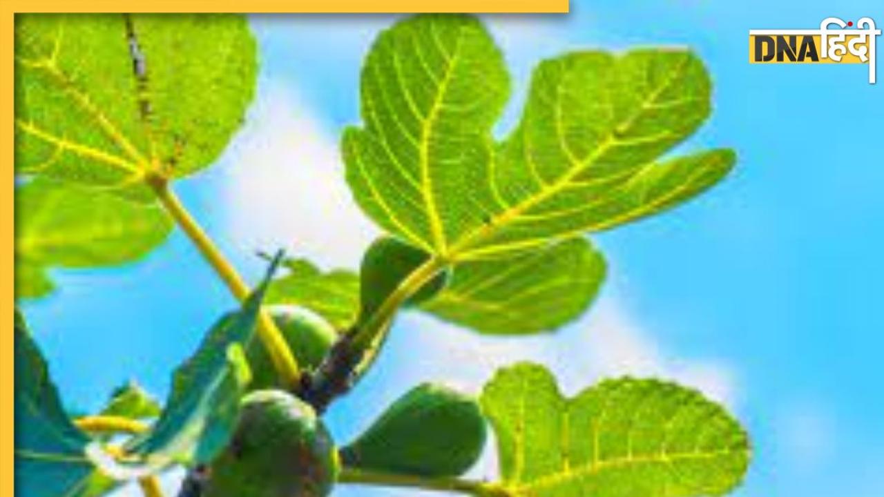 Fig Leaves Reduce Diabetes: इंसुलिन का काम करते हैं इस फल के पत्ते, ब्लड शुगर को कंट्रोल करने के अलावा मिलते हैं ये 3 फायदे