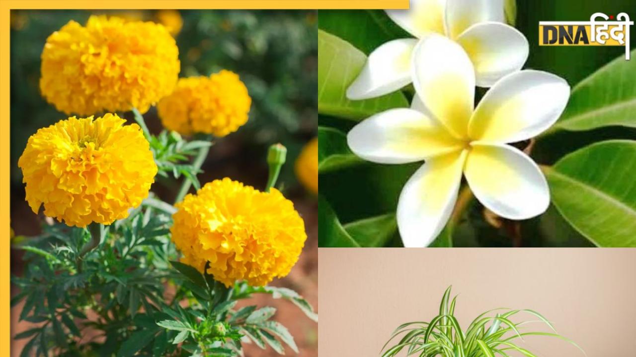 Gardening Tips: घर में लगाएं मानसून में खिलने वाले ये 5 पौधे, रंग-बिरंगे फूल देखकर खिल उठेगा आपका मन